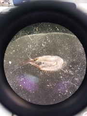 Image of Mysis stenolepis