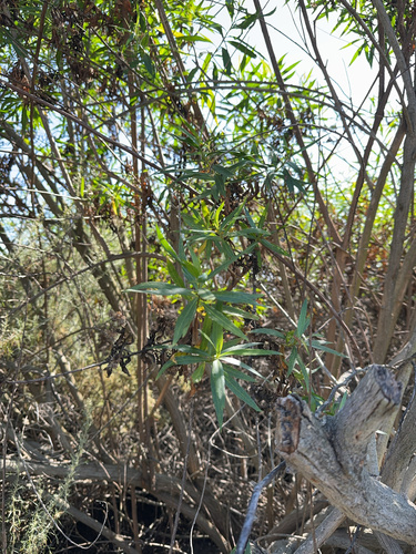 iNaturalist observation photo of mule fat