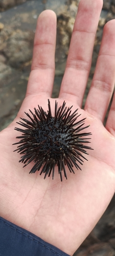 Photo of Rock-boring urchin (Echinometra lucunter)