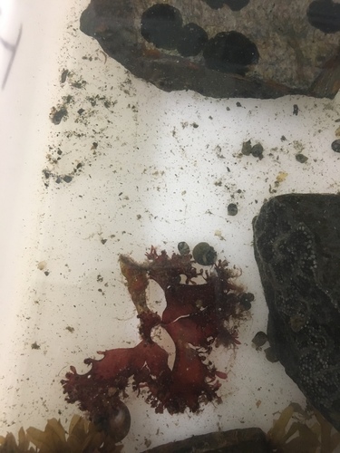 Coccotylus truncatus observed 2019-09-20