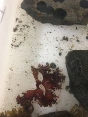 Coccotylus truncatus