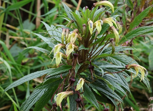 Siphocampylus lucidus E.Wimm.