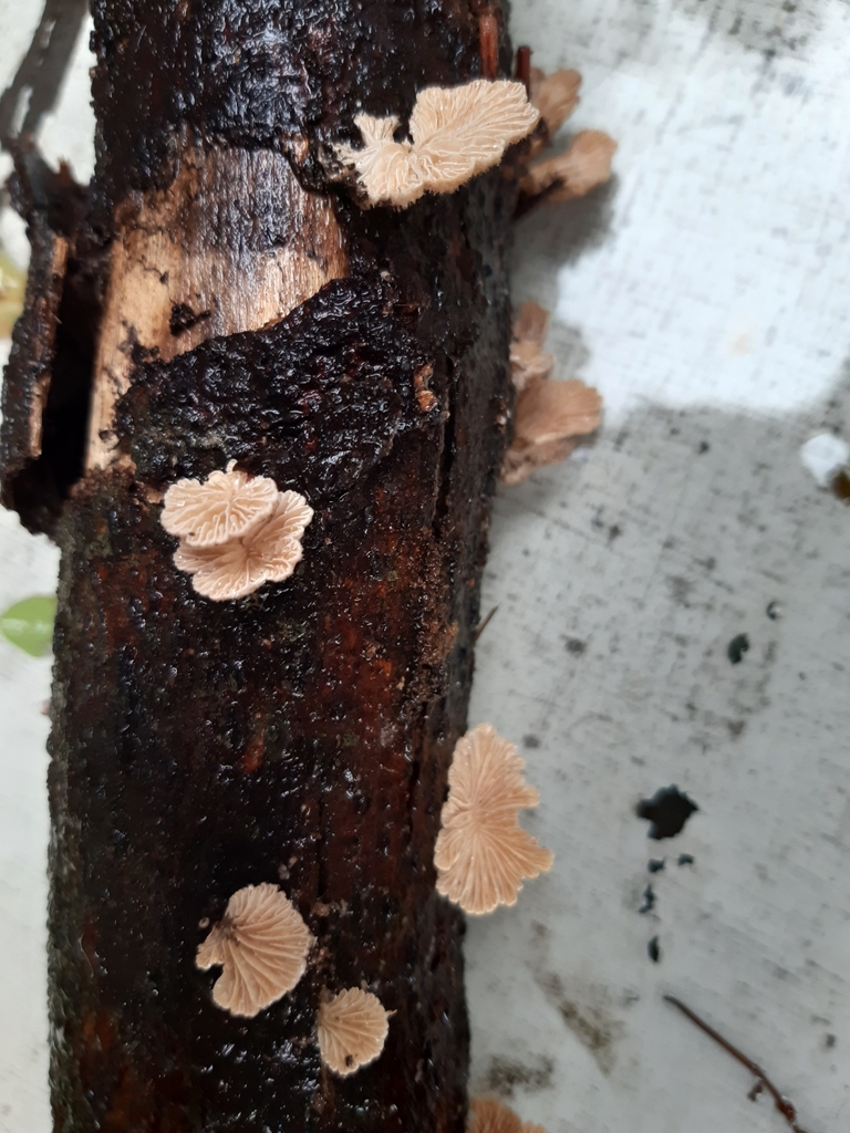 Schizophyllum commune · June 2025 · photo: © eleanor_bissell (iNaturalist, cc-by)
