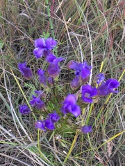 Gentianopsis crinita