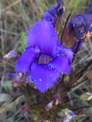 Gentianopsis crinita