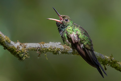 Hispaniolan Emerald photo 3
