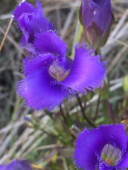 Gentianopsis crinita
