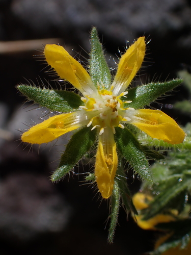 Loasa mendocina (Loasa mendocina)