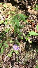 Symphyotrichum retroflexum