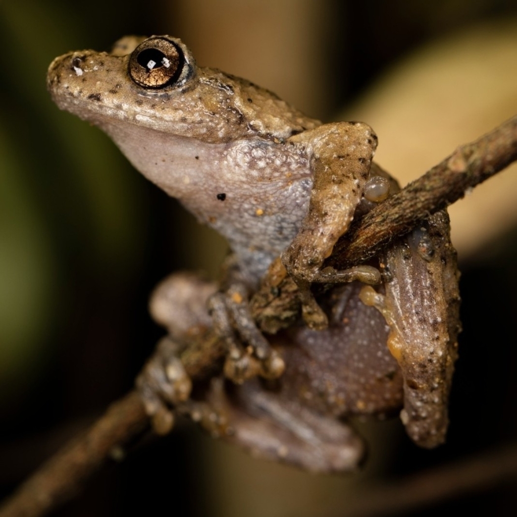 Gracixalus jinggangensis
