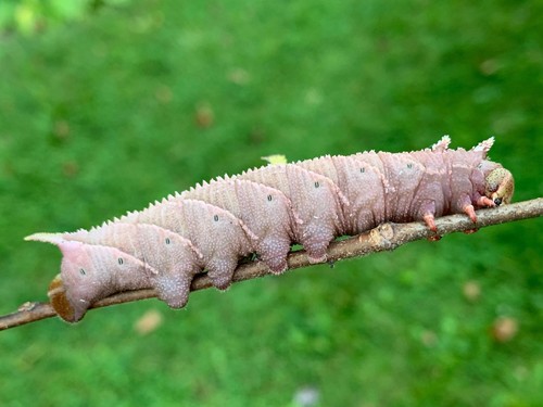 Elm Sphinx photo 3