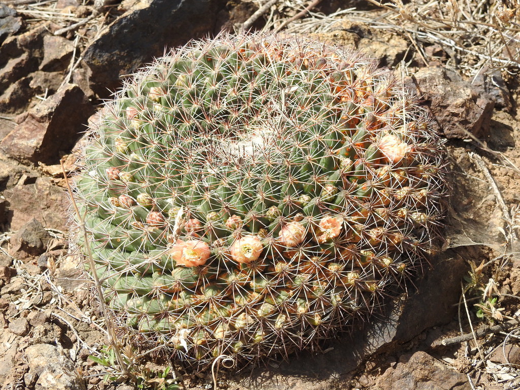 Mammillaria heyderi macdougalii from Santa Cruz County, AZ, USA on ...