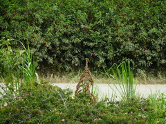 Myiozetetes cayanensis