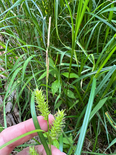 Hairy-fruit Sedge (Carex trichocarpa)