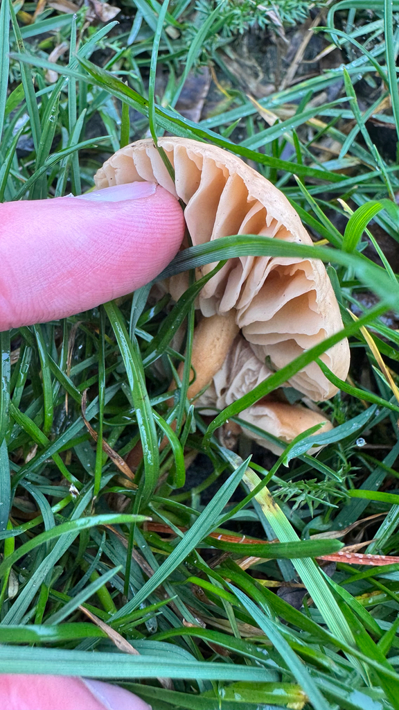 Marasmius oreades · June 2025 · photo: © frankashwood (iNaturalist, cc-by)