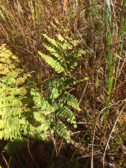 Dryopteris cristata