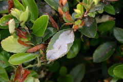 Phyllonorycter leucographella