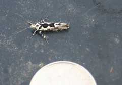 Ypsolopha sequella