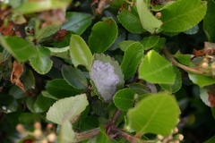 Phyllonorycter leucographella