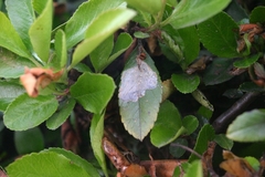 Phyllonorycter leucographella