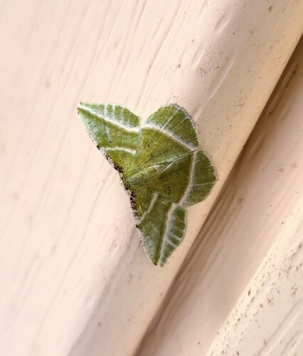 Showy Emerald photo 4