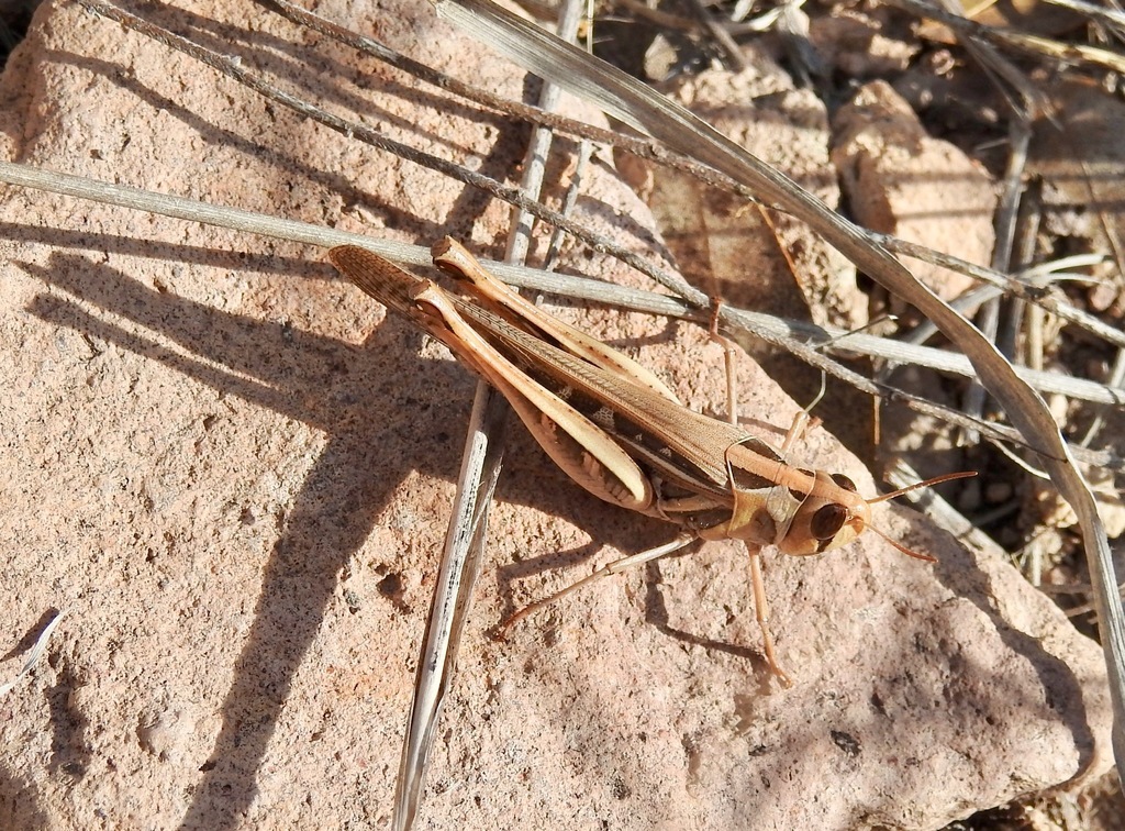 Traveller Grasshopper