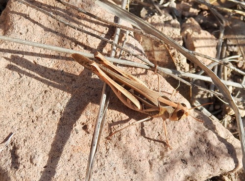 Traveller Grasshopper