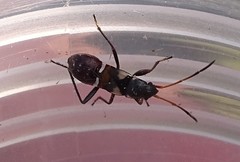 Raglius confusus