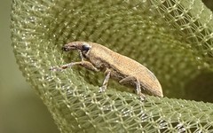 Lixus angustus