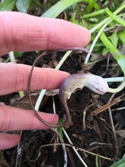 Arisarum proboscideum