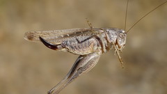 Platycleis intermedia