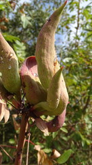 Baizongia pistaciae