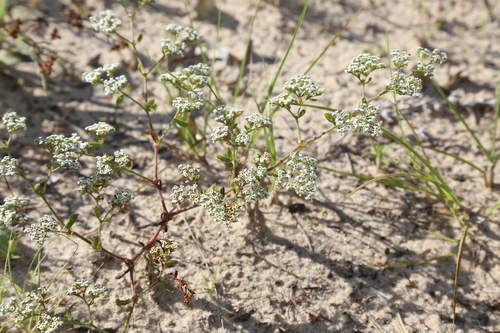 Drummond's nailwort (Paronychia drummondii)