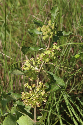 Asclepias tonkawae (Asclepias tonkawae)