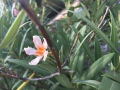Nerium oleander