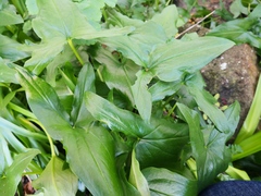 Arisarum proboscideum