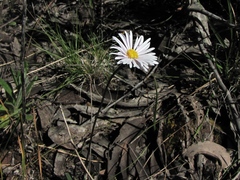 Allittia uliginosa