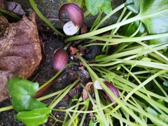 Arisarum proboscideum