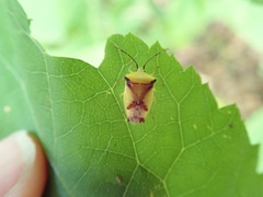 Elasmostethus atricornis