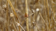 Pyrausta sanguinalis