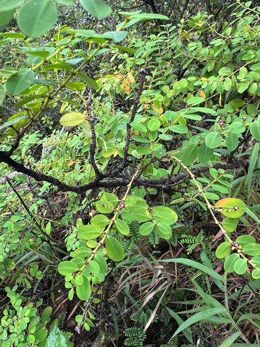 Euphorbia multiformis observed 2025-06-11