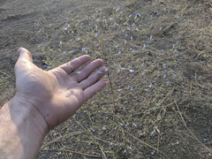 Eriastrum sapphirinum