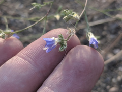 Eriastrum sapphirinum
