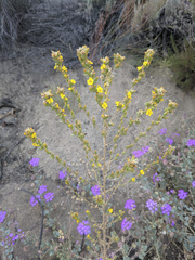 Deinandra mohavensis