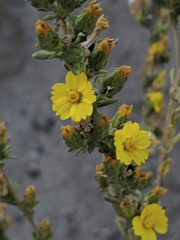 Deinandra mohavensis