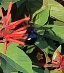 Xylocopa