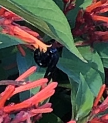 Xylocopa
