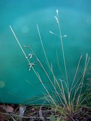 Poa tenera
