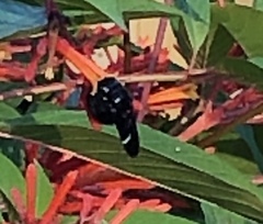Xylocopa