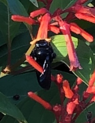 Xylocopa
